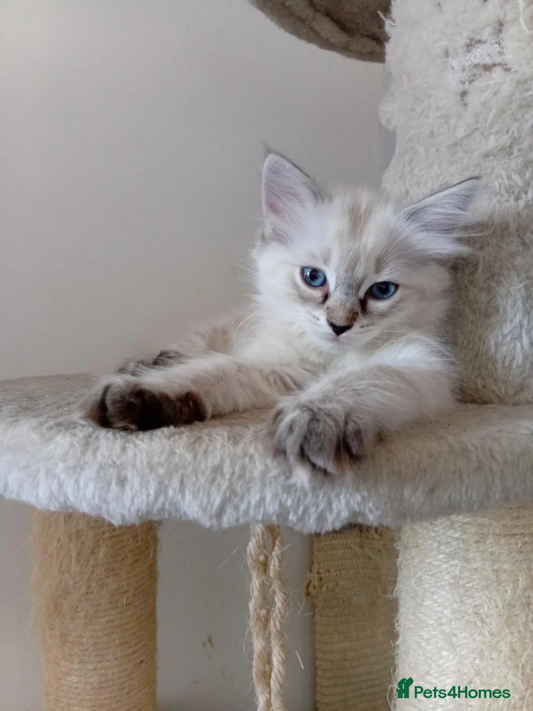 Ragdoll cats for sale: Ms girl - Advert 1