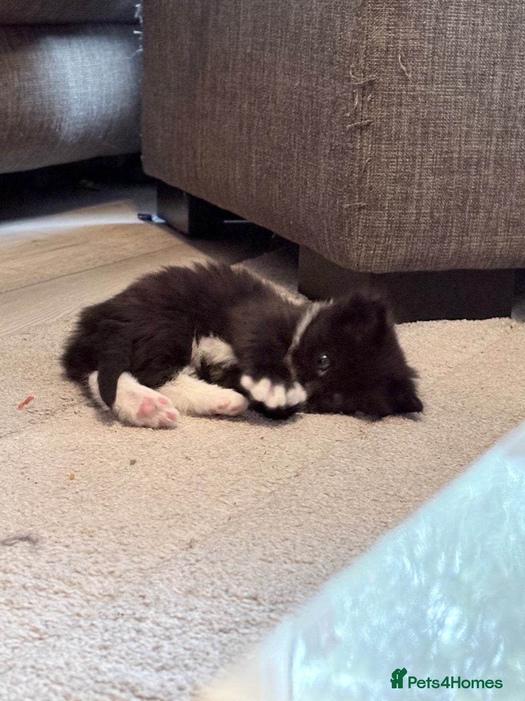 Mixed Breed cats for sale: Beautiful mix breed kittens - Advert 5