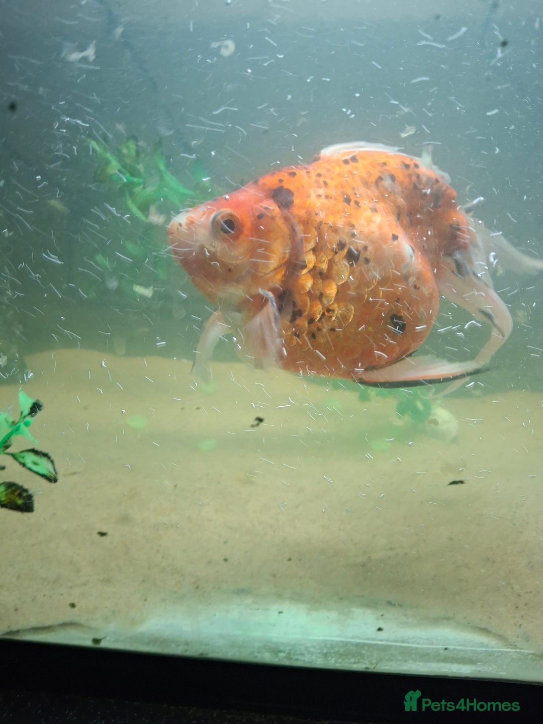 Fancy Goldfish fish for sale: Two large fantail fancy goldfish - Advert 3