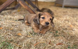 Dachshund dogs for sale: 2 American Red Long Haired Dachshund Puppies - Image 25