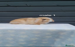 Mini Lop rabbits for sale: Purebred mini lops - Image 1