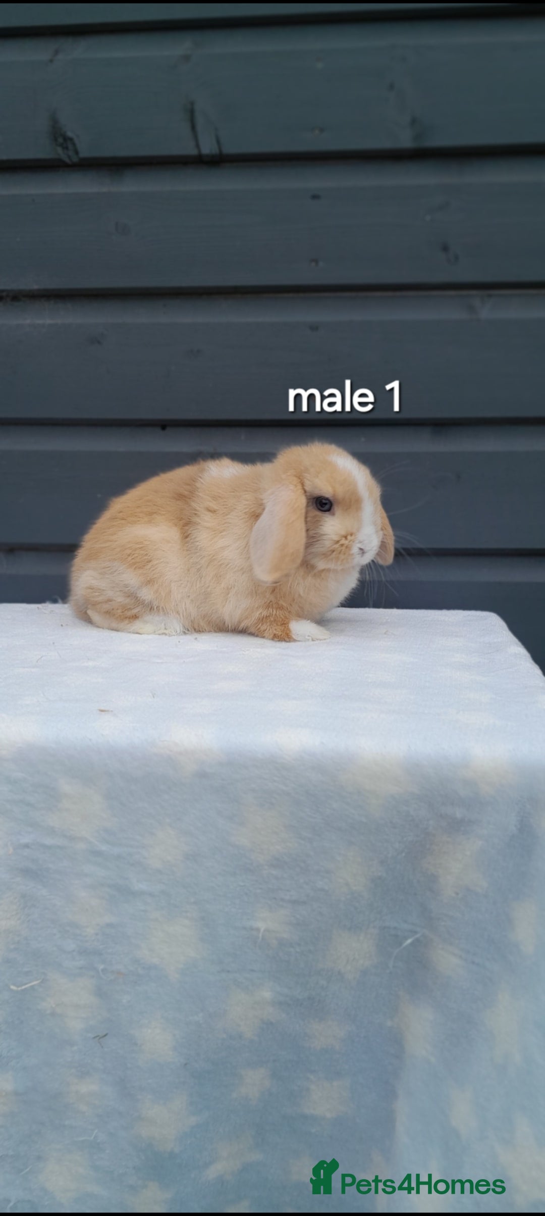 Mini Lop rabbits for sale: Purebred mini lops - Image 1