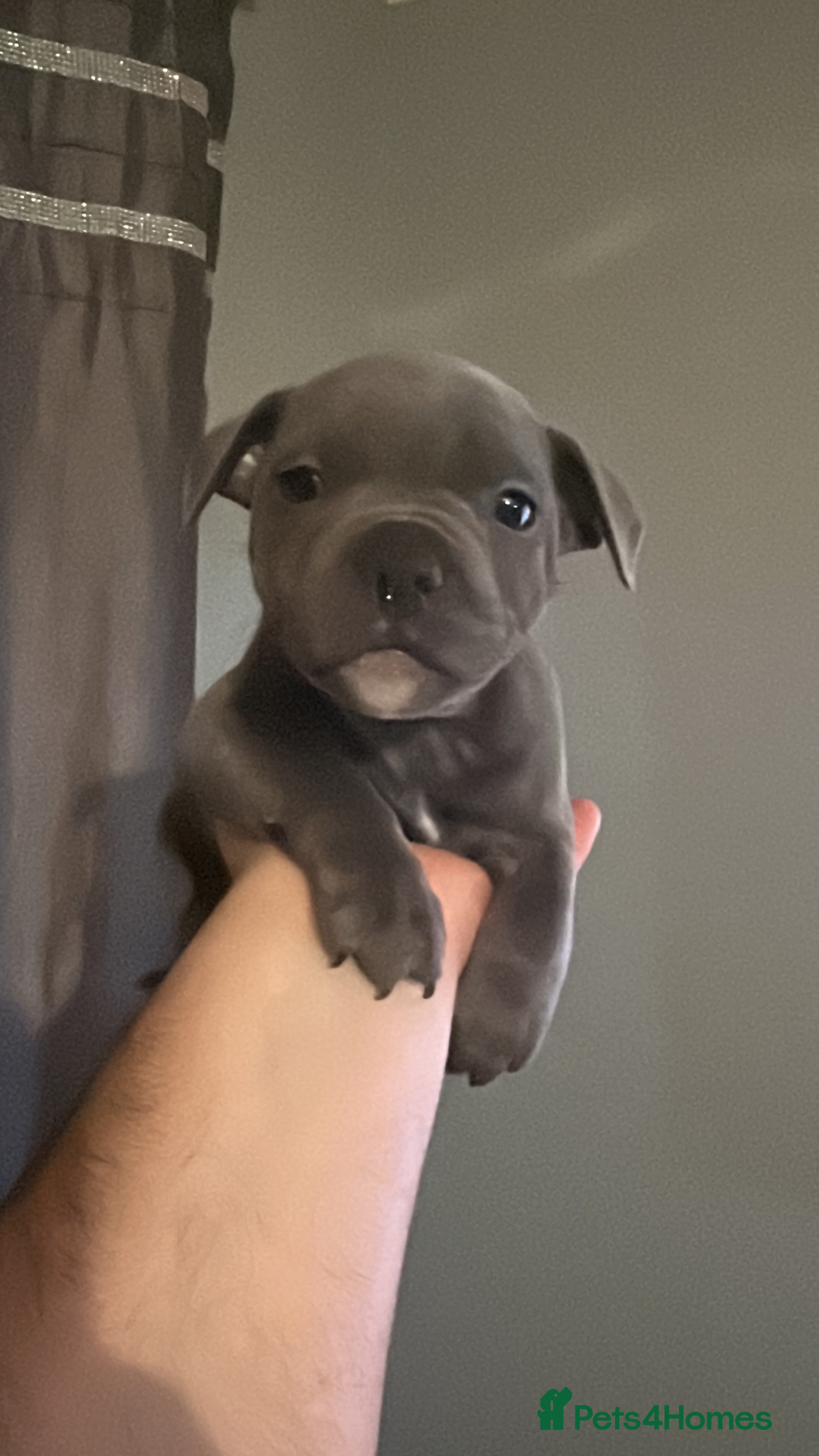 Staffordshire Bull Terrier dogs 2 boys left Blue Staffordshire Bull Terrier - Advert 7