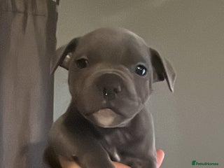 Staffordshire Bull Terrier dogs 2 boys left Blue Staffordshire Bull Terrier - Advert 7