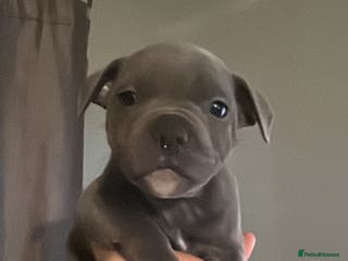 Staffordshire Bull Terrier dogs 2 boys left Blue Staffordshire Bull Terrier - Advert 6