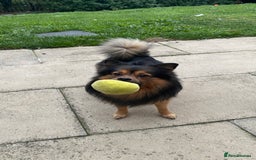 German Spitz dogs for stud: Free stud on conditions mentioned in description:) - Advert 8