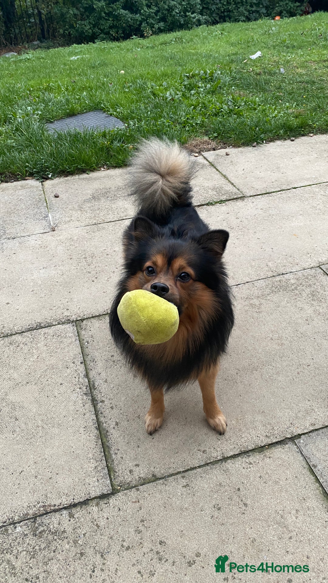 German Spitz dogs for stud: Free stud on conditions mentioned in description:) - Advert 8