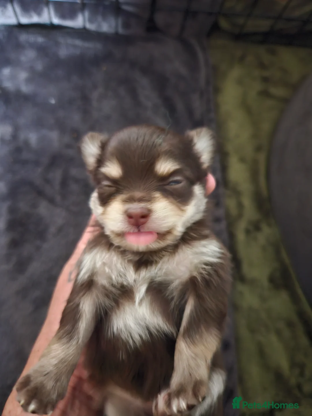 Chihuahua dogs for sale: Chihuahua pups - Advert 2