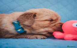Golden Retriever dogs for sale: Golden Retriever Puppies KC Dad  - Image 6