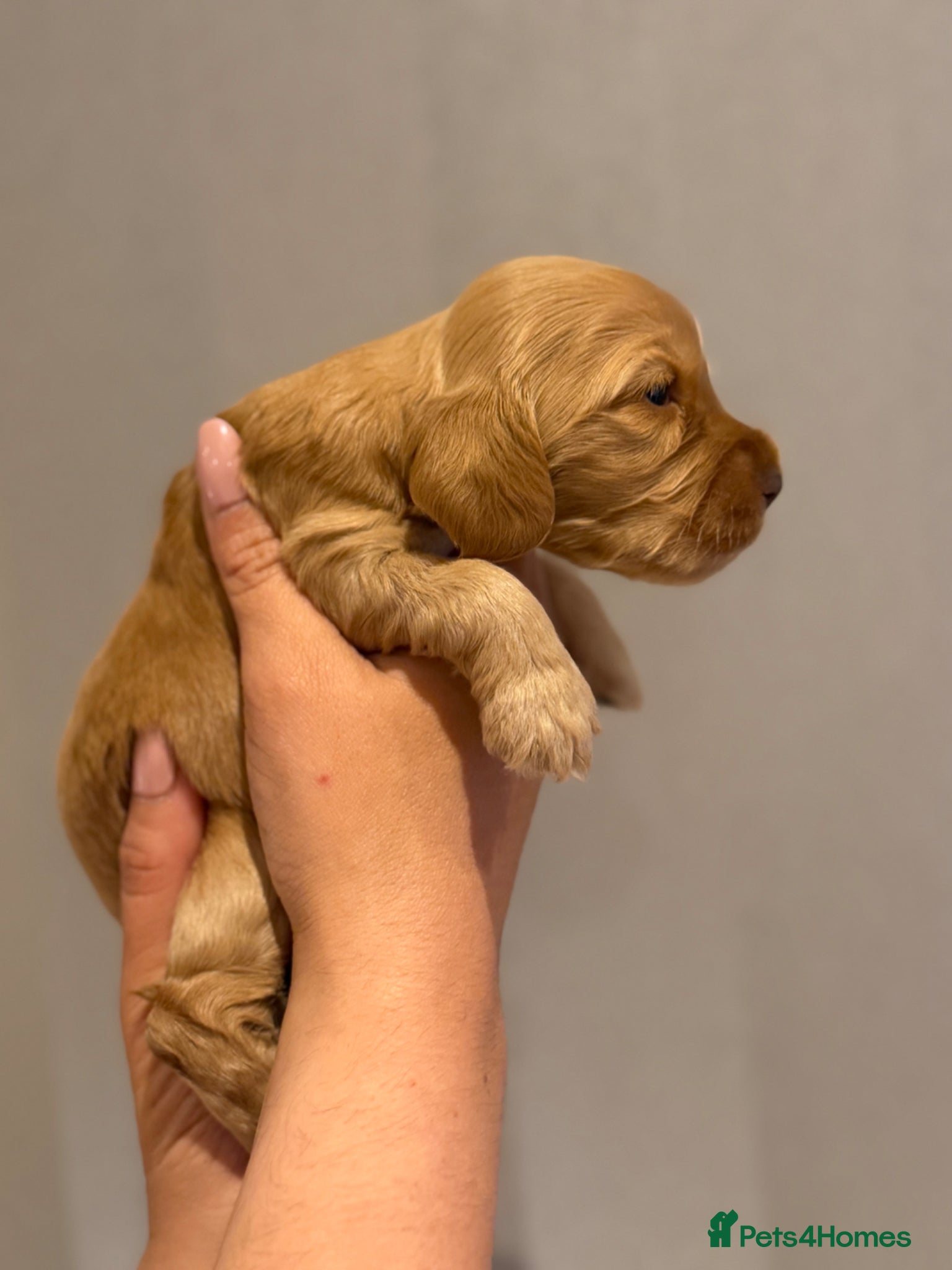 Cocker Spaniel dogs for sale: Golden & Chocolate Sable Show Cocker Puppies  in Doncaster - Advert 23