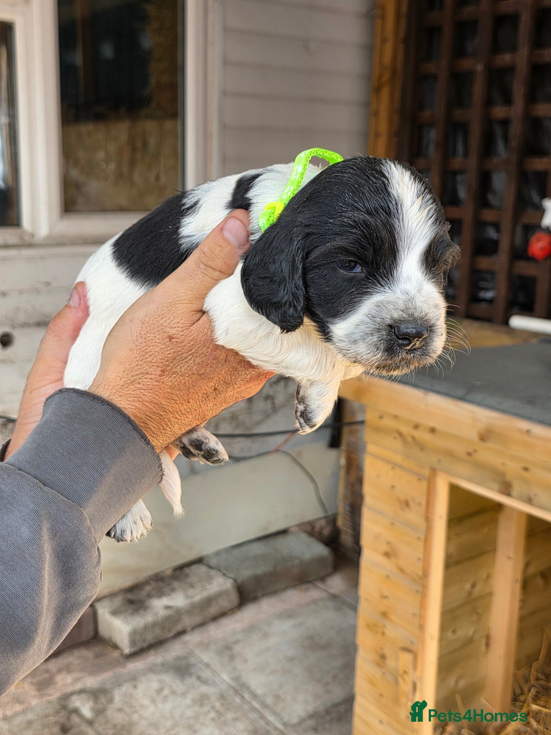 Cocker Spaniel dogs for sale: Cocker Spaniel Puppies - Image 2