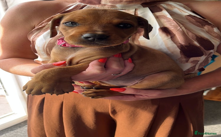 Dobermann dogs - Advert 2