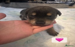 Mixed Breed dogs for sale: 8 beautiful pups, looking for forever home🐾 - Image 6