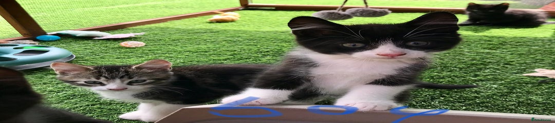 Mixed Breed Kitten 1