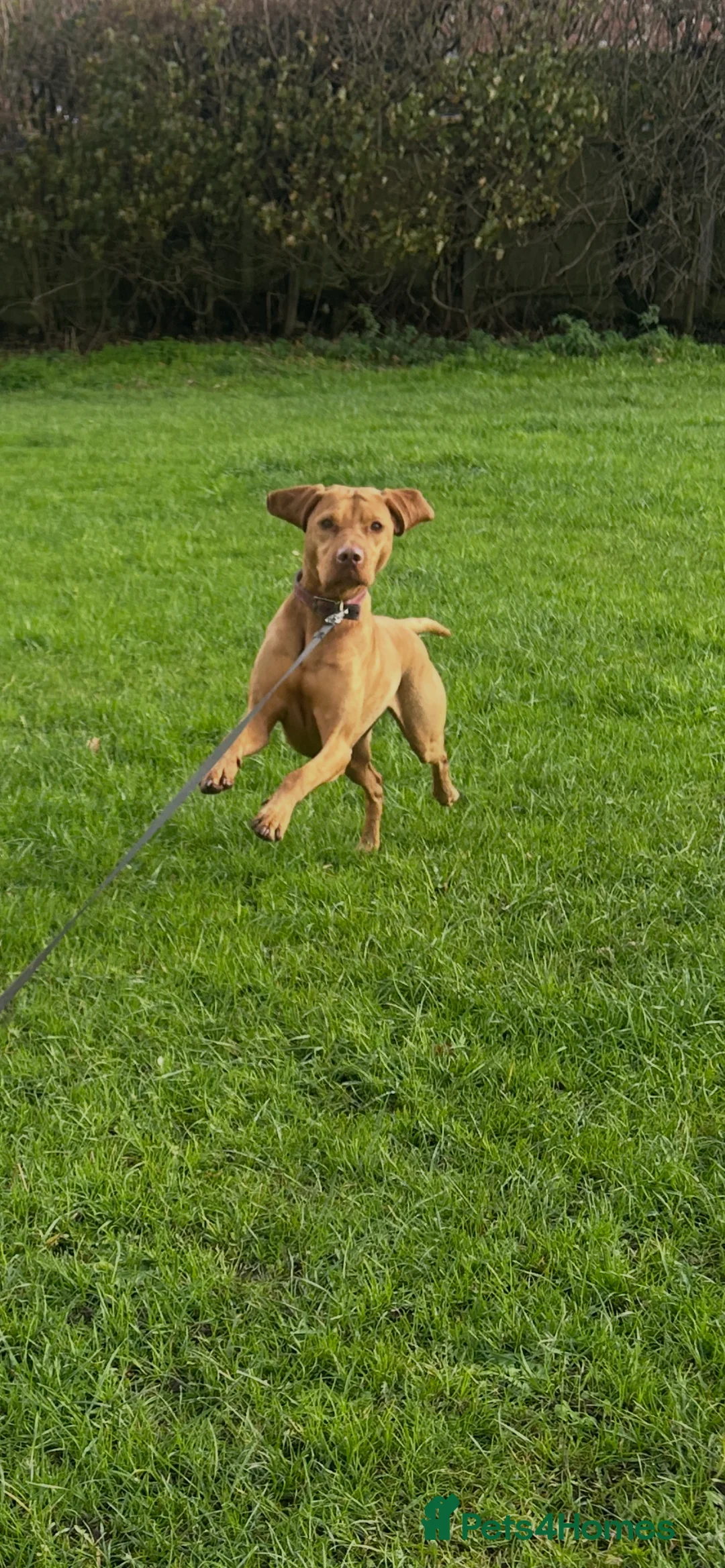 Hungarian Vizsla dogs for sale: Hungarian Vizsla Puppies - Advert 7