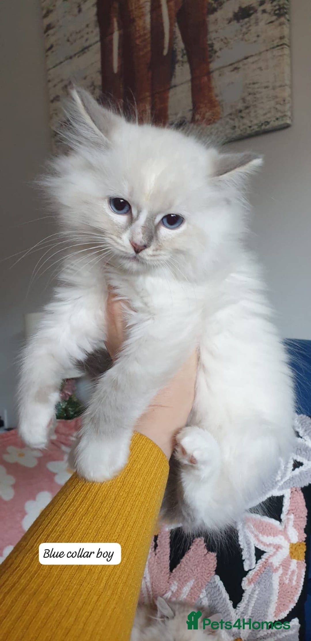 Ragdoll cats for sale: Absolutely Stunning GCCF Registered Kittens. - Advert 11