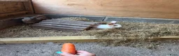 Mixed Breed rabbits for sale: Rabbits - Advert 25