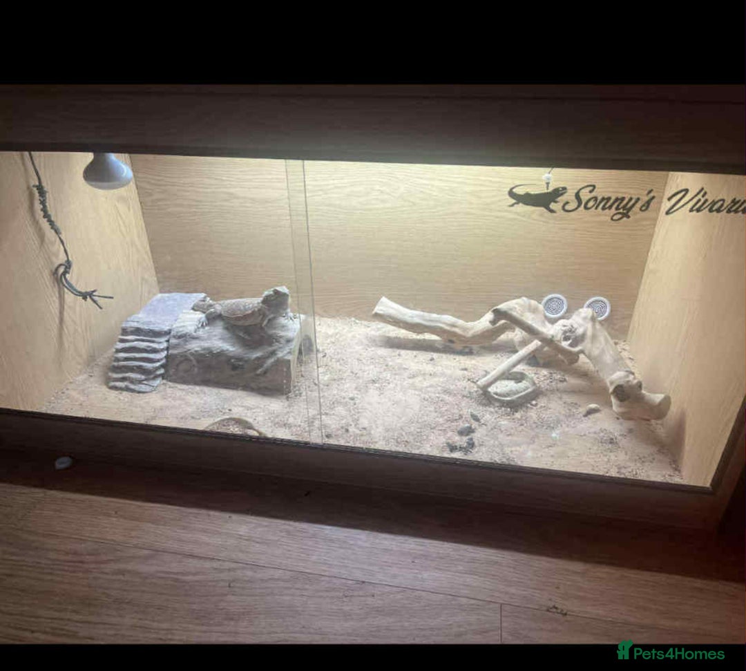 Bearded Dragon reptiles for sale: Bearded dragon and complete set up  - Image 4