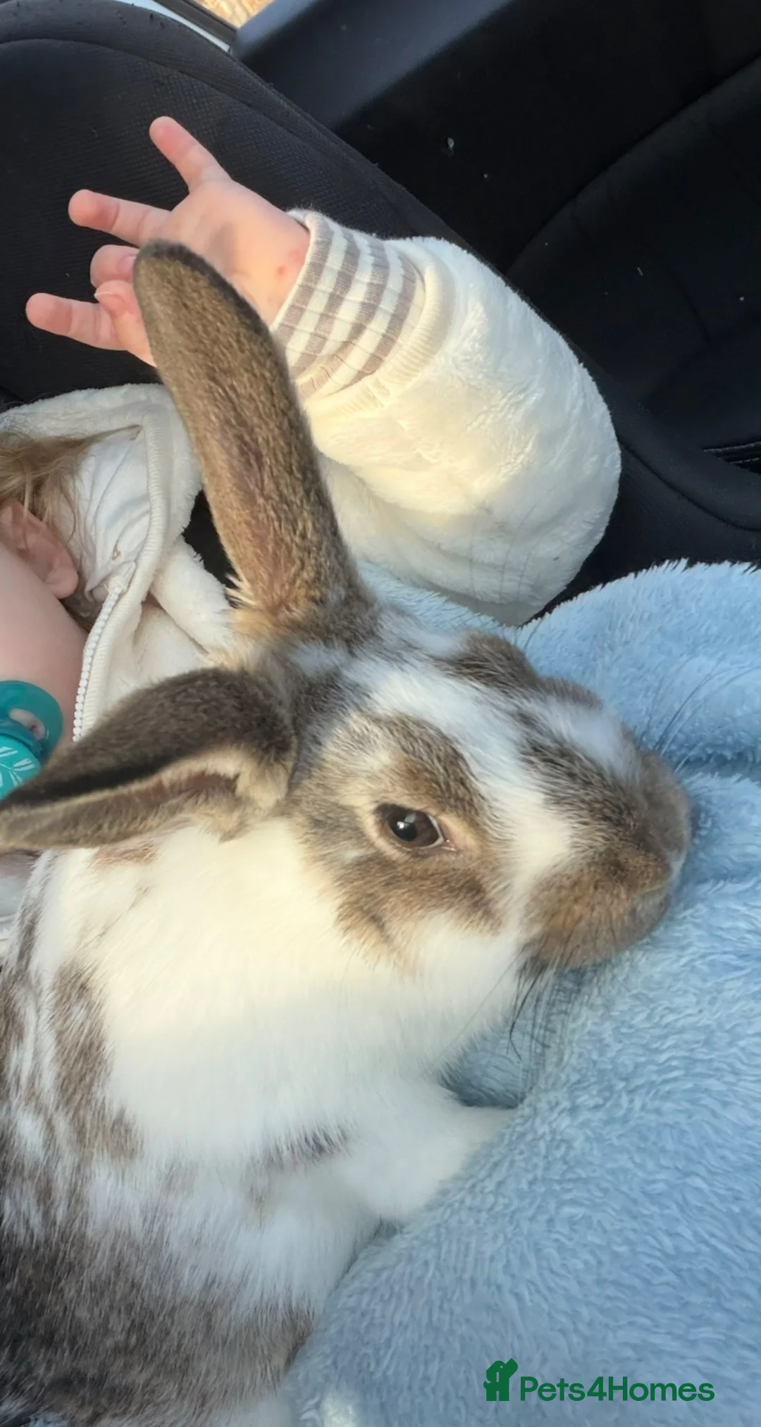 Mixed Breed rabbits for sale: 3 rabbits and cage  in Staines - Advert 2