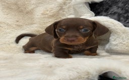 Miniature Dachshund dogs for sale: Stunning mini smooth dachshund pups  - Image 23