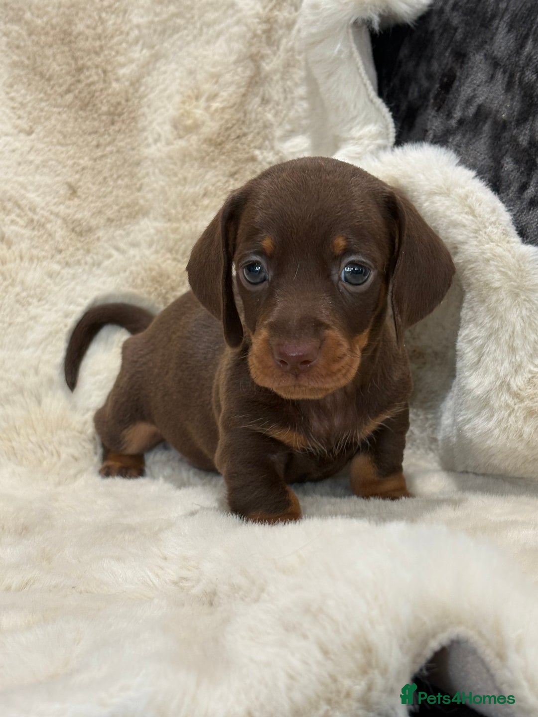 Miniature Dachshund dogs for sale: Stunning mini smooth dachshund pups  - Image 23