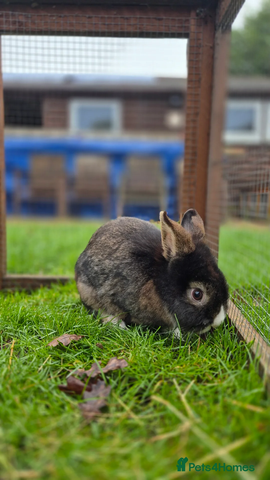 Lionhead rabbits for sale: Puffin - vaccinated & castrated  - Advert 7