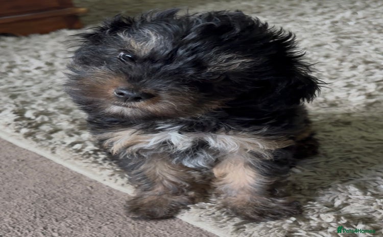 Yorkiepoo dogs - Advert 1