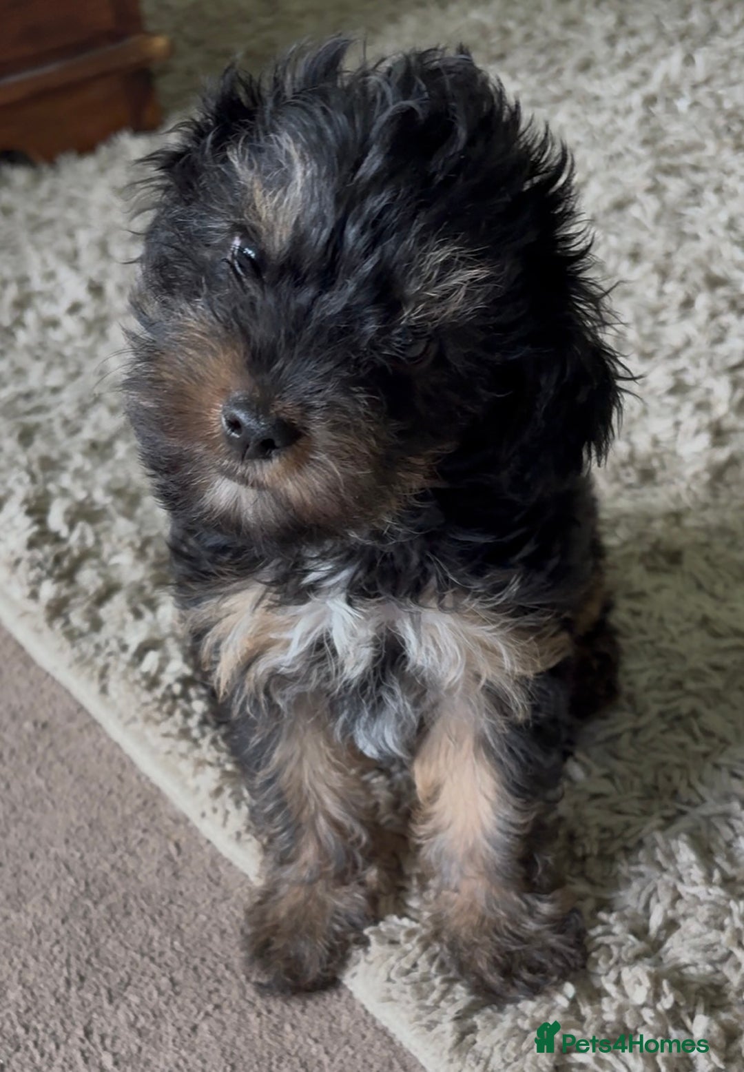 Yorkiepoo dogs for sale: 1x Yorkiepoo F2 Girl Puppy remaining  - Image 1
