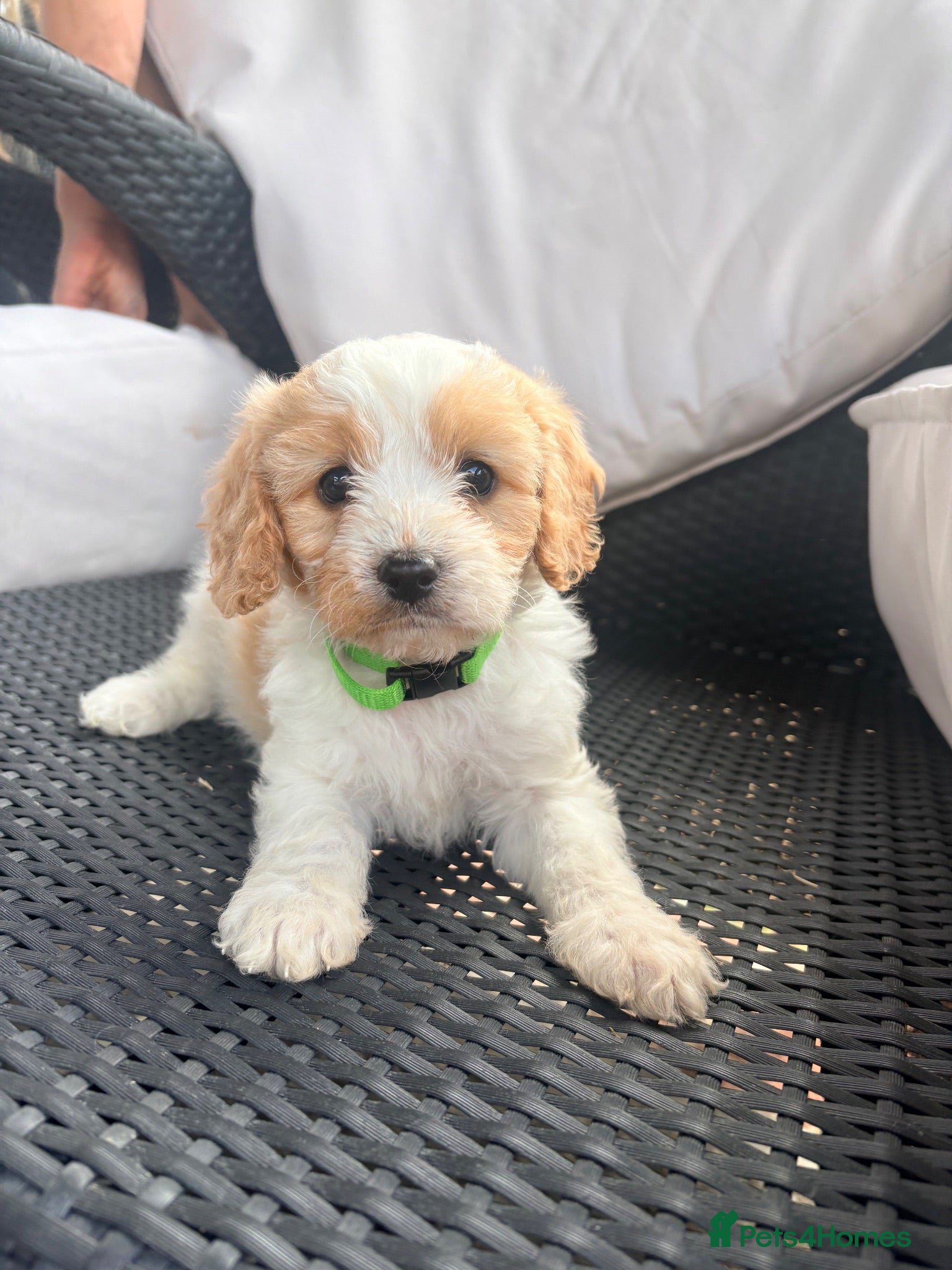 Cavapoo dogs Cavapoo puppies - Advert 7