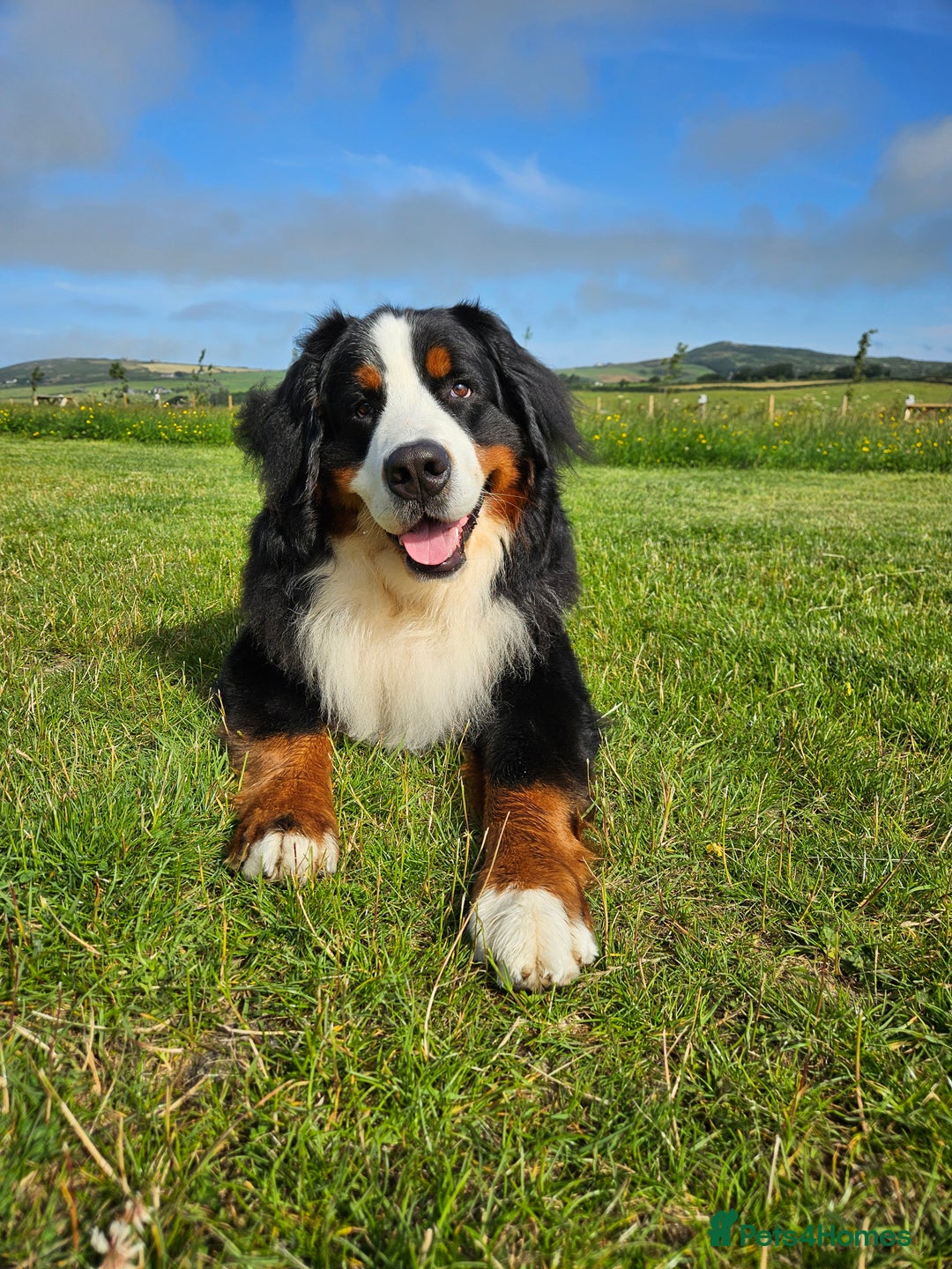 Bernese Mountain Dog dogs for stud: Proven health tested BMD handsome boy for stud. in Northampton - Image 10