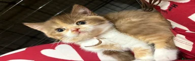 British Shorthair 2