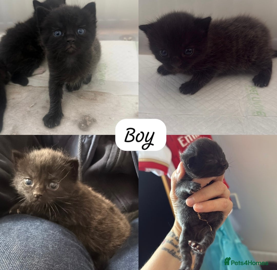 Domestic Shorthair cats for sale: Kittens  - Image 4
