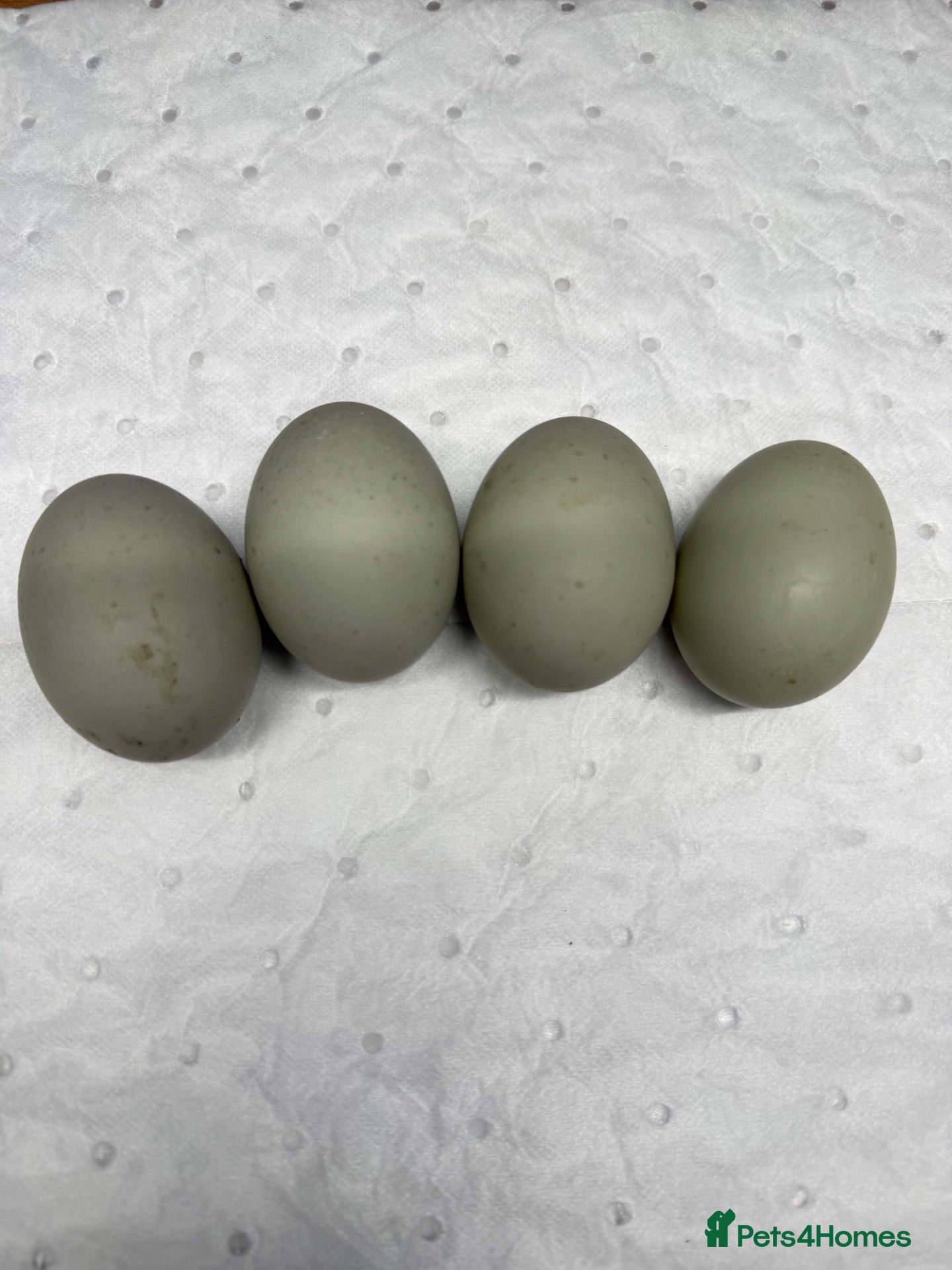 Ducks poultry 6x Hatching eggs Magpie Duck  - Advert 2