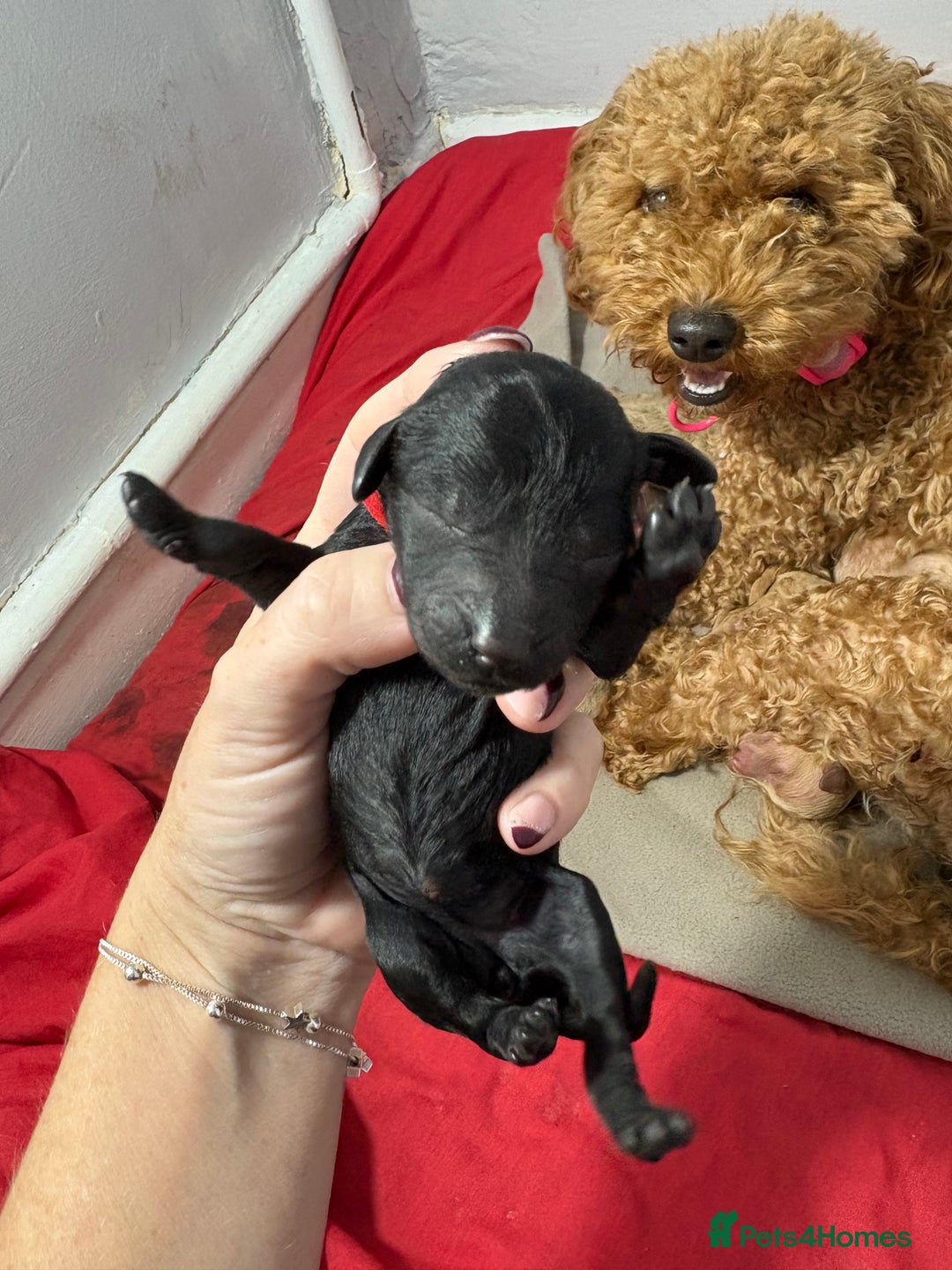 Cavapoochon dogs for sale: Cavapoochon  - Image 8