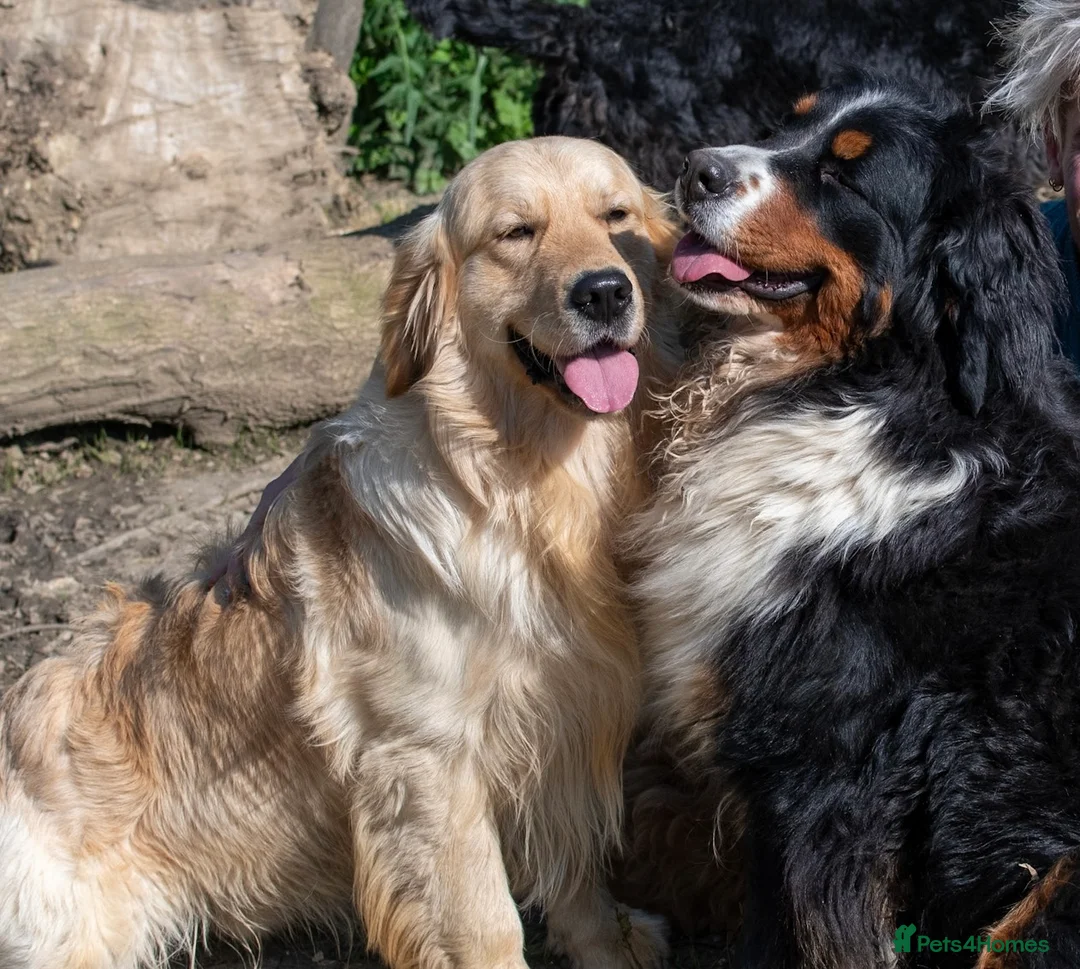 Golden Retriever dogs for stud: Exceptional KC & Tested Golden Retriever For Stud  in Bury Saint Edmunds - Advert 4