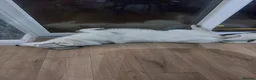 Siberian Husky dogs for sale: Thor  - Advert 9