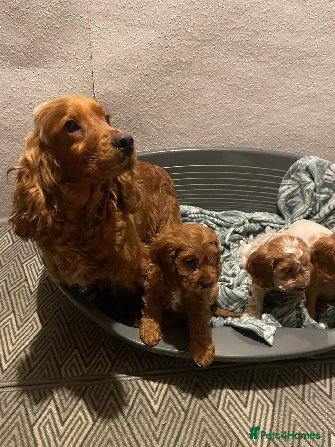 Cockapoo dogs for sale: Cockapoo - Advert 7