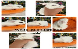 Mini Lop rabbits for sale: Pure Breed Mini lops  - Image 16