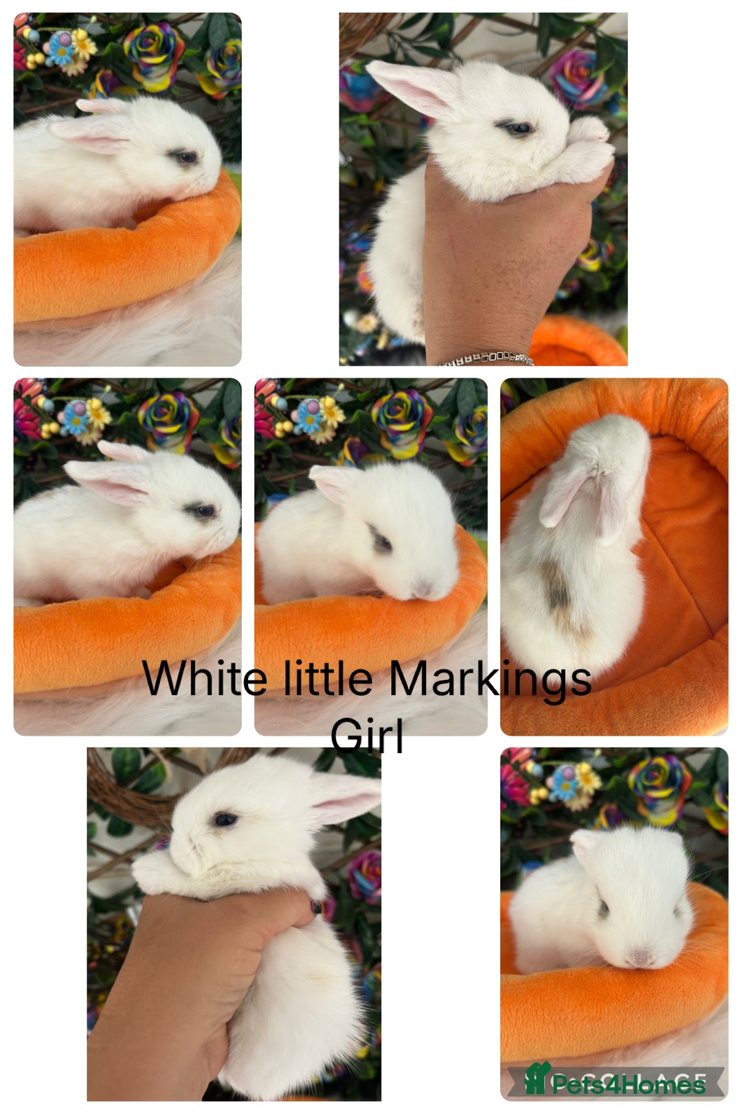 Mini Lop rabbits for sale: Pure Breed Mini lops  - Image 16
