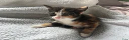 British Shorthair cats for sale: 3 gorgeous kittens  - Advert 8