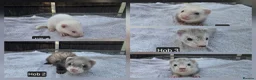 Ferret rodents for sale: New Kits Ready To Go  - Advert 1