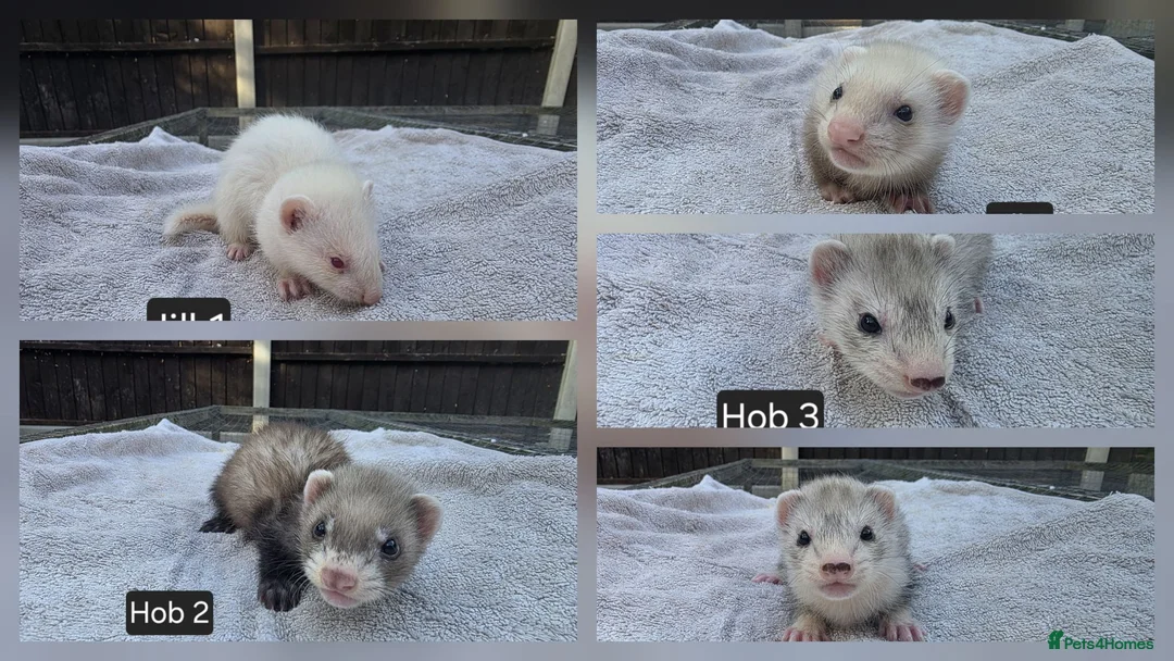 Ferret rodents for sale: New Kits Ready To Go  - Advert 1