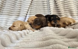 Miniature Dachshund dogs for sale: Longhair mini Dutchund - Image 3