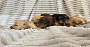 Miniature Dachshund dogs - Advert 12