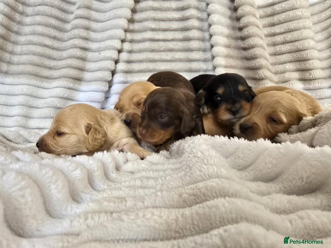 Miniature Dachshund dogs for sale: Longhair mini Dutchund - Image 3