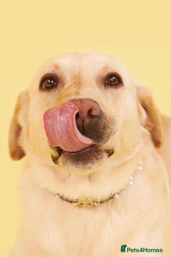 Labrador Retriever dogs Crimers Steve Rogers. Exceptional Stud Working Dog - Advert 1