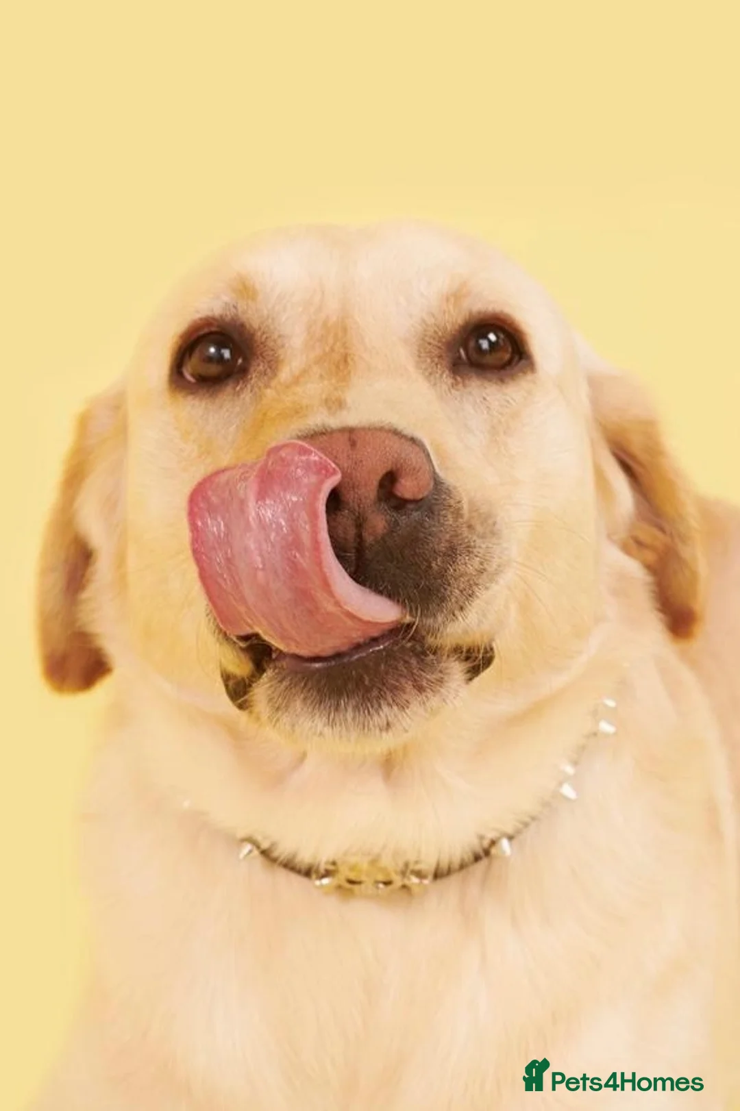 Labrador Retriever dogs for stud: Crimers Steve Rogers. Exceptional Stud Working Dog - Advert 1