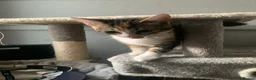Domestic Shorthair cats for sale: 3 beautiful 6 month old kittens  - Advert 6
