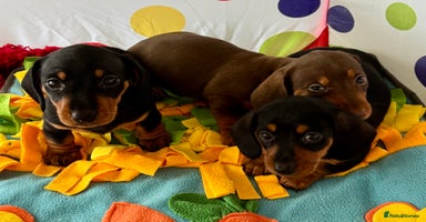 Dachshund dogs - Advert 1