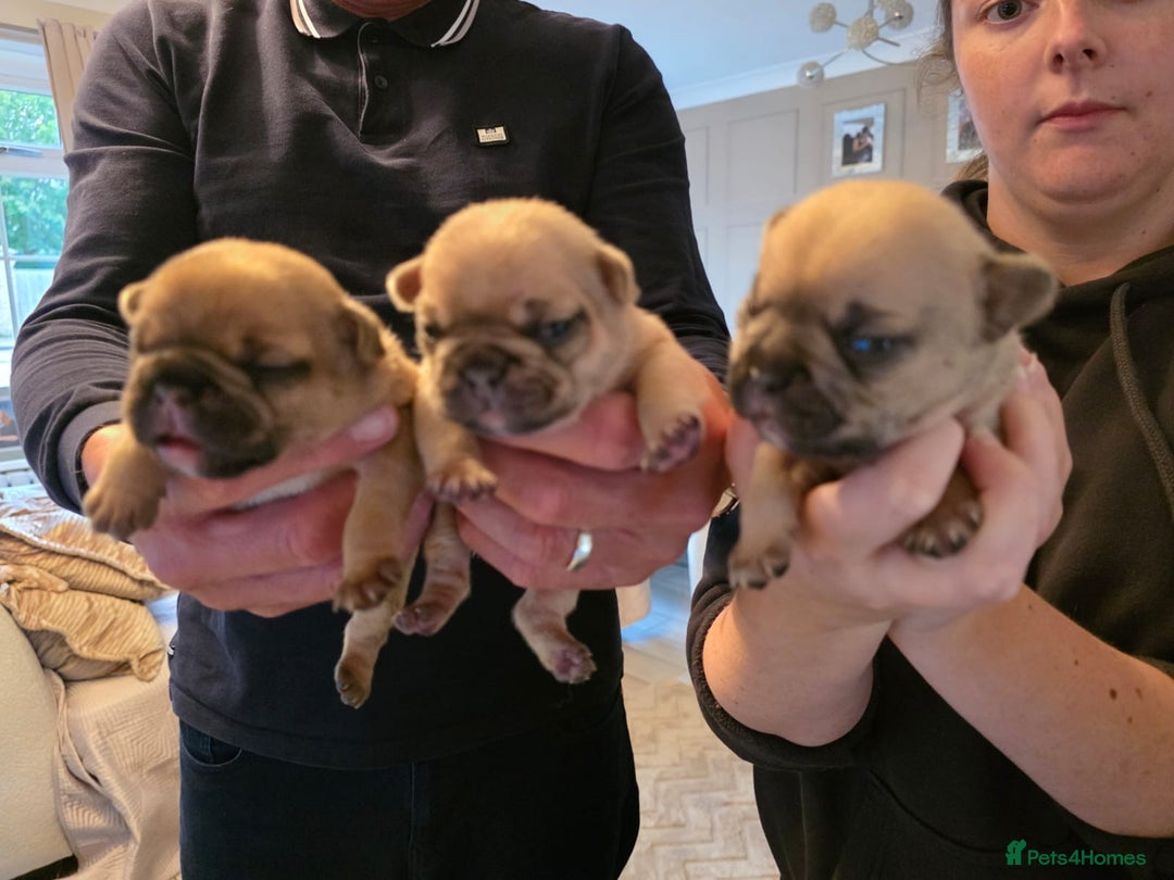 French Bulldog dogs for sale: French Bulldog puppies - Image 9